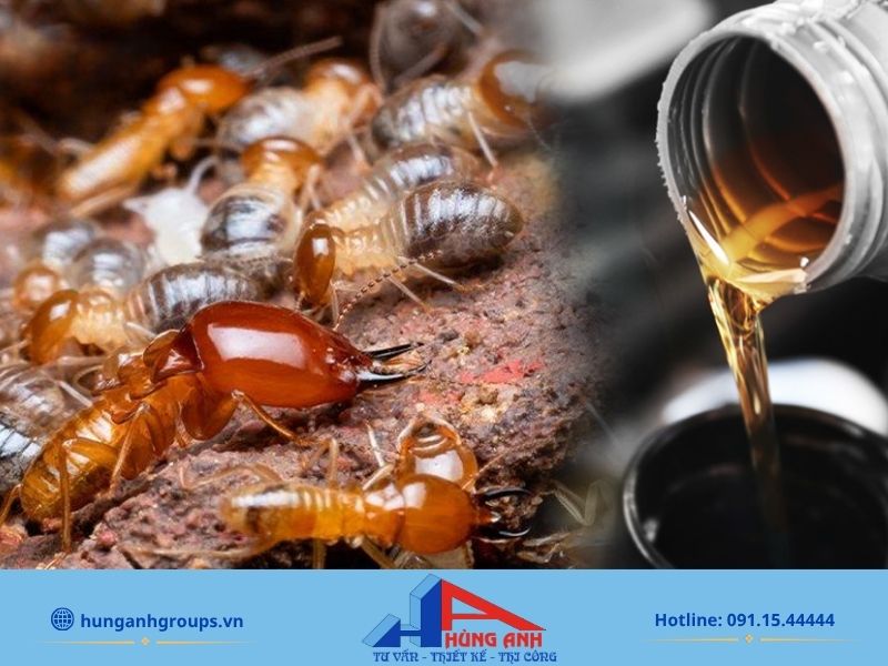 Dùng xi lanh bơm dầu hỏa vào sâu trong lỗ mọt đục để triệt tiêu ấu trùng đang ẩn nấp.