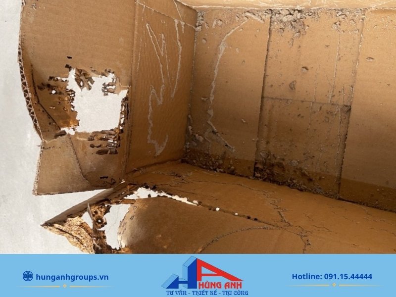 Mẹo dùng bìa carton ẩm giúp thu gom mối thợ nhanh chóng trước khi đem đốt.