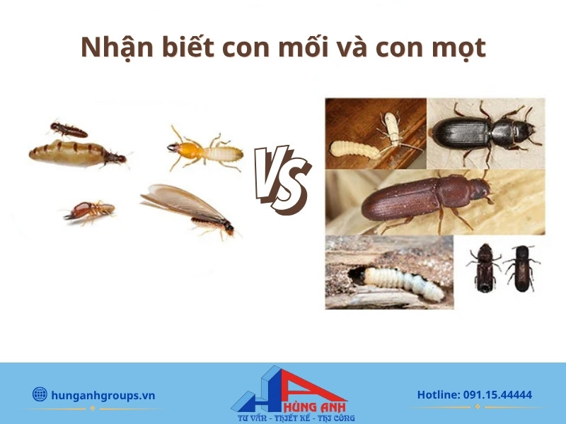 Nhận biết đúng dấu hiệu của mối (đường mui đất) và mọt (lỗ nhỏ, mùn cưa) giúp chọn đúng phương pháp xử lý.