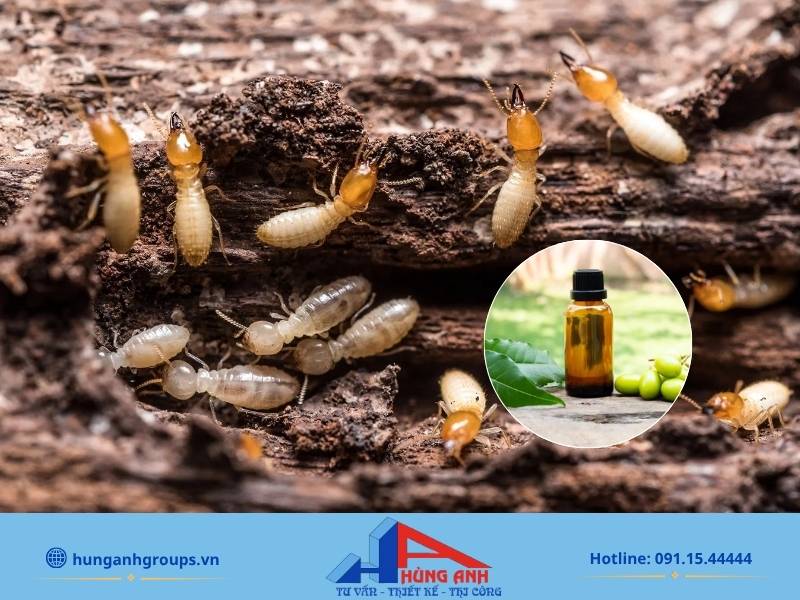 Tinh dầu không diệt được mối tận gốc nhưng là biện pháp xua đuổi an toàn cho nhà có trẻ nhỏ.