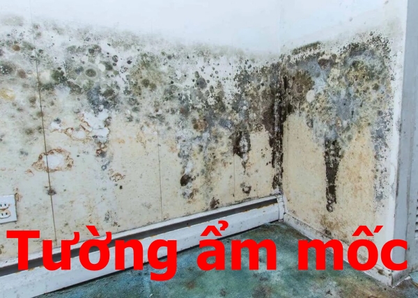 tường nhà bị ẩm mốc