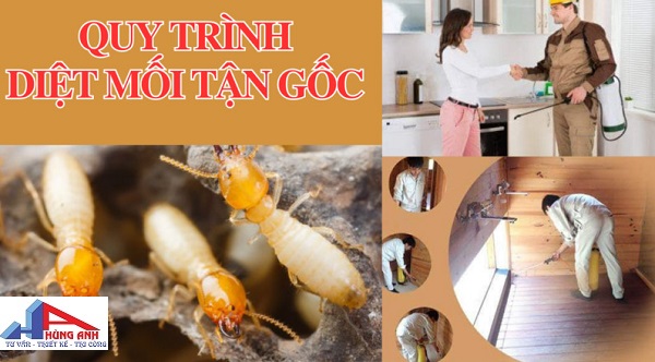 quy trình diệt mối