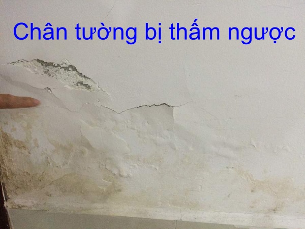 Chân tường bị thấm ngược nước